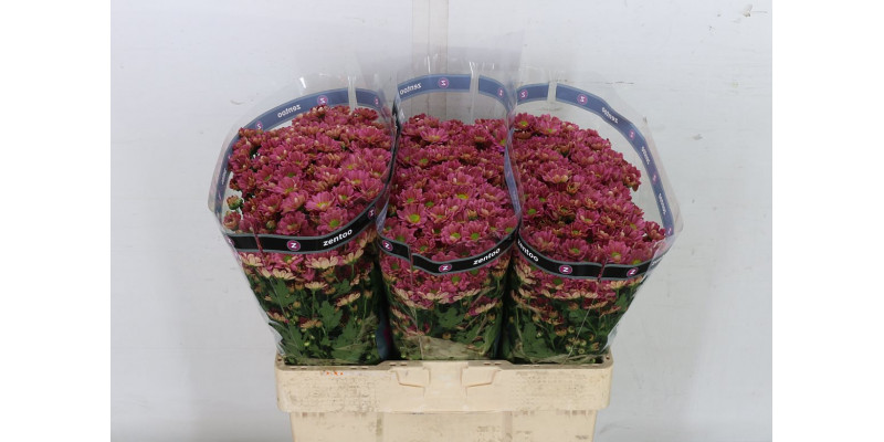 Chrysanthemums San Rossi Lobste 55cm A1 Col-Cerise