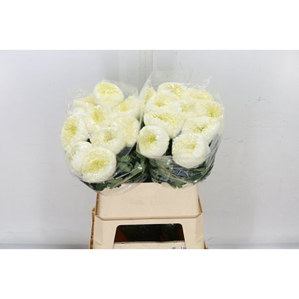 Chrysanthemums G Sfera White Extra 80cm A1