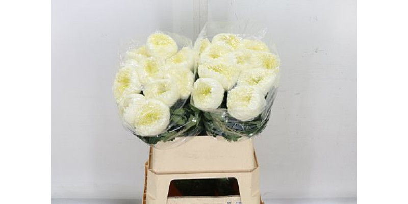 Chrysanthemums G Sfera White Extra 80cm A1