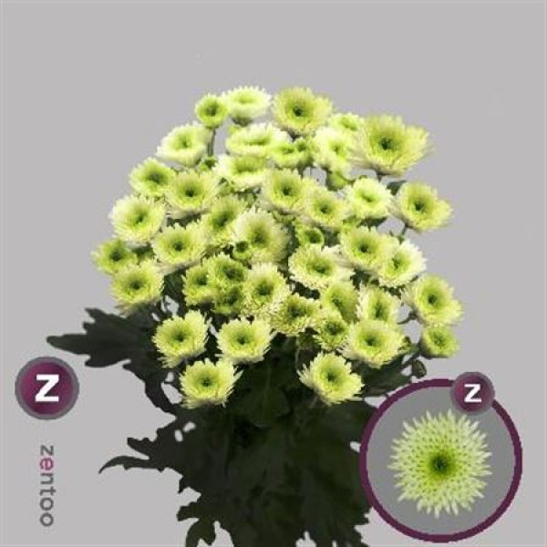 Chrysanthemums T Cocoon 70cm A1 Col-Green