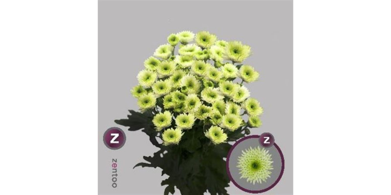 Chrysanthemums T Cocoon 70cm A1 Col-Green