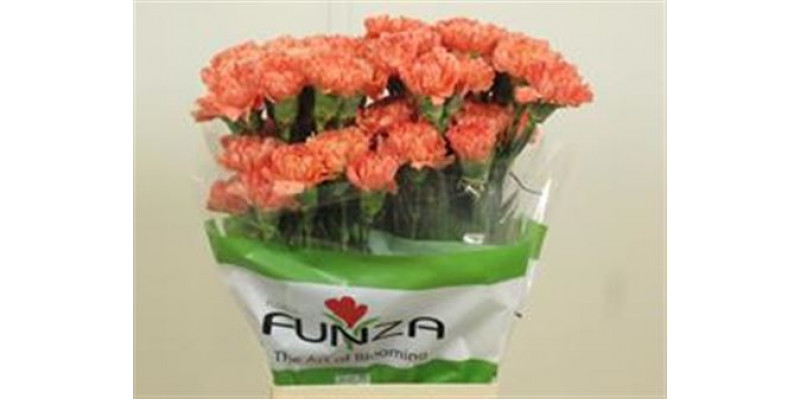 Dianthus St Hermes Orange 70cm A1 Col-Orange