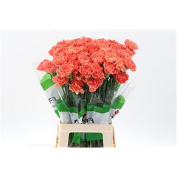 Dianthus St Orange Hermes 70cm  Col-Orange