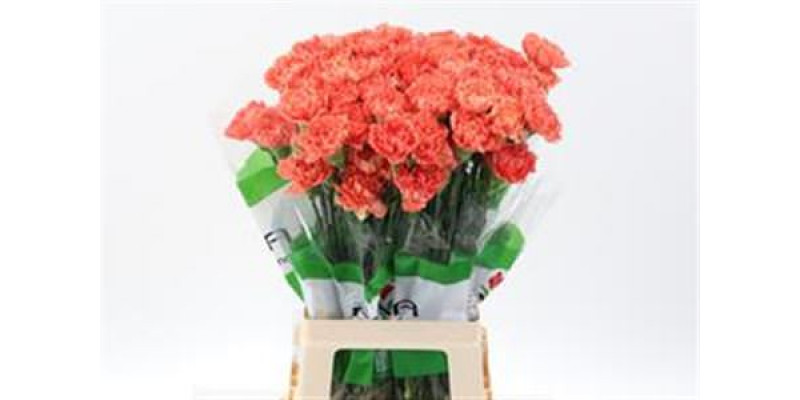 Dianthus St Orange Hermes 70 A1Orange