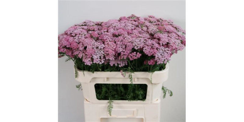 Achil M Pink Floyd 70cm A1