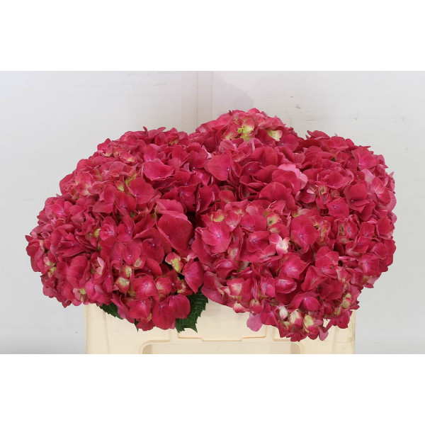 Hydrangea M Trophy Red 40cm A1