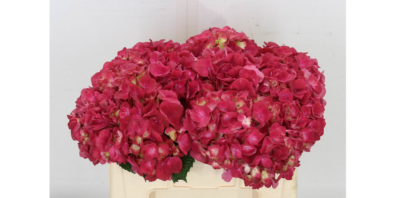 Hydrangea M Trophy Red 40cm A1