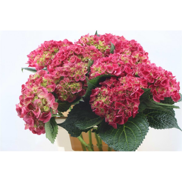 Hydrangea M Trophy Red 60cm 60cm A1 Col-Red