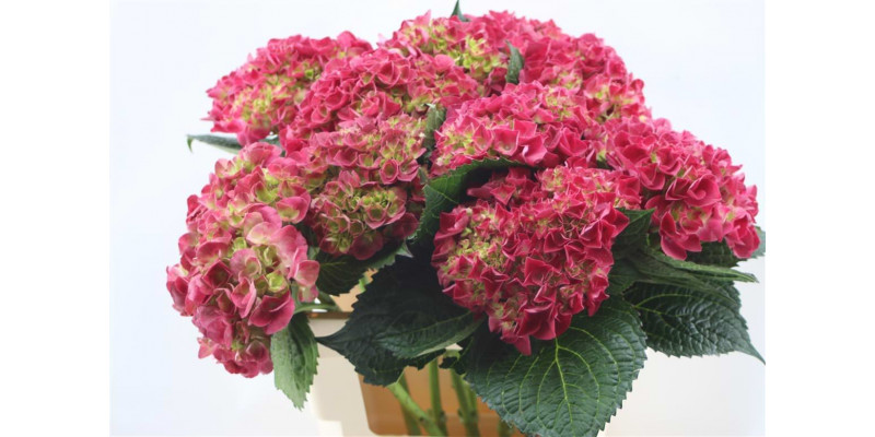 Hydrangea M Trophy Red 60cm 60cm A1 Col-Red