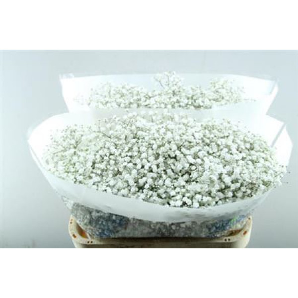 Gypsophila Pa Cosmic 80cm A1