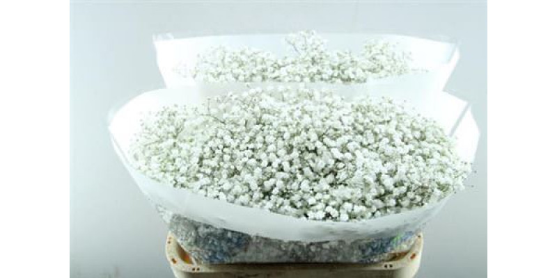 Gypsophila Pa Cosmic 80cm A1