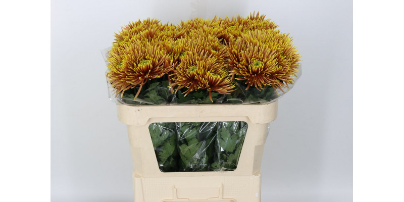 Chrysanthemums G Saffina Dark 70cm A1 Col-Orange