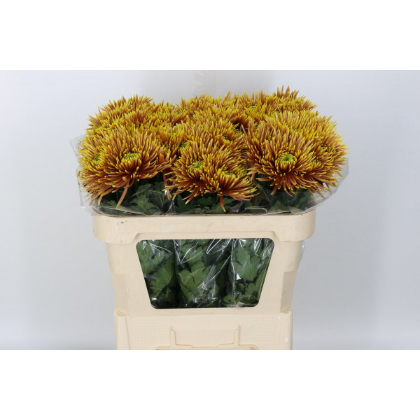 Chrysanthemums G Saffina Dark 70cm A1 Col-Orange