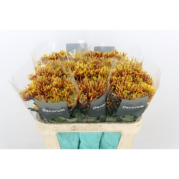 Chrysanthemums G Saffina Dark 70cm A1 Col-Orange