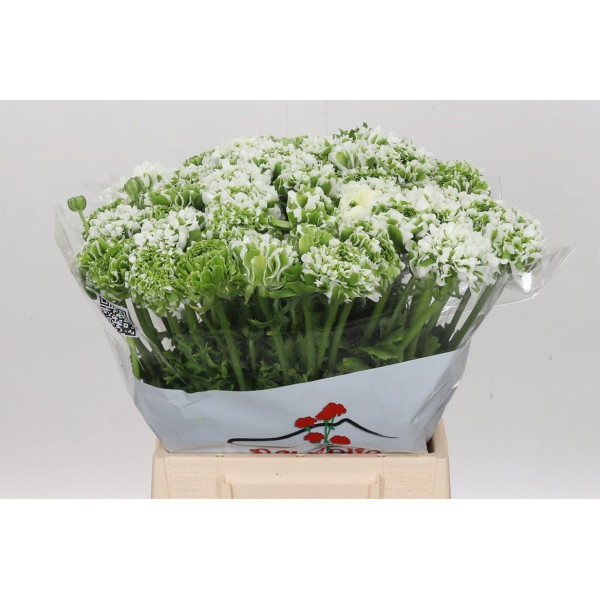 Ranunculus Pon Pon Igloo 45cm EX Col-White