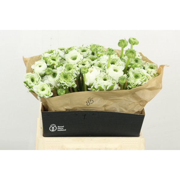 Ranunculus Pon Pon Igloo 40cm A1 Col-White