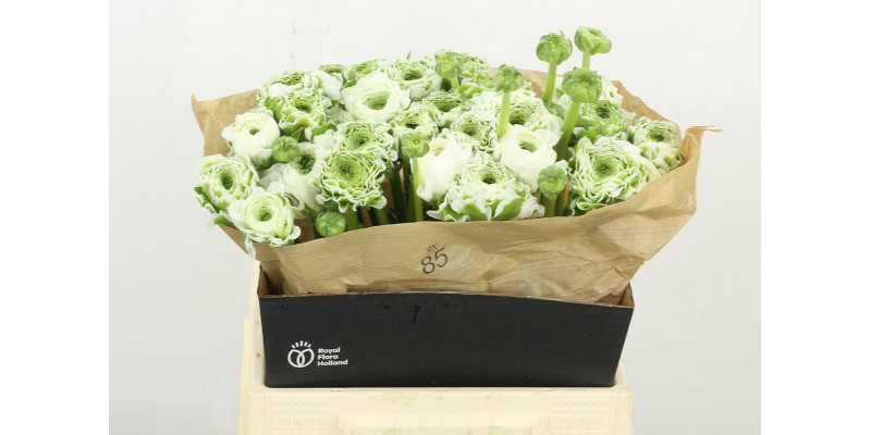 Ranunculus Pon Pon Igloo 40cm A1 Col-White