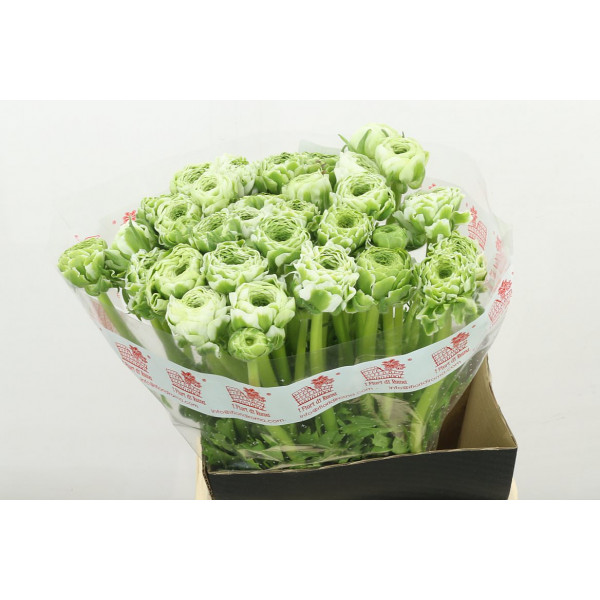 Ranunculus Pon Pon Igloo Xl 46cm A1 Col-Bicolor