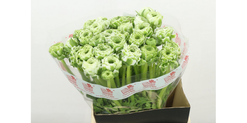 Ranunculus Pon Pon Igloo Xl 46cm A1 Col-Bicolor