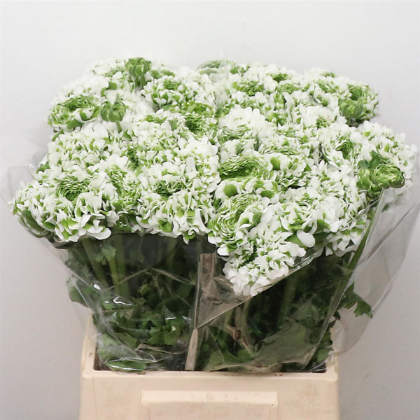 Ranunculus Ponpon Igloo Green White Extra 45cm A1