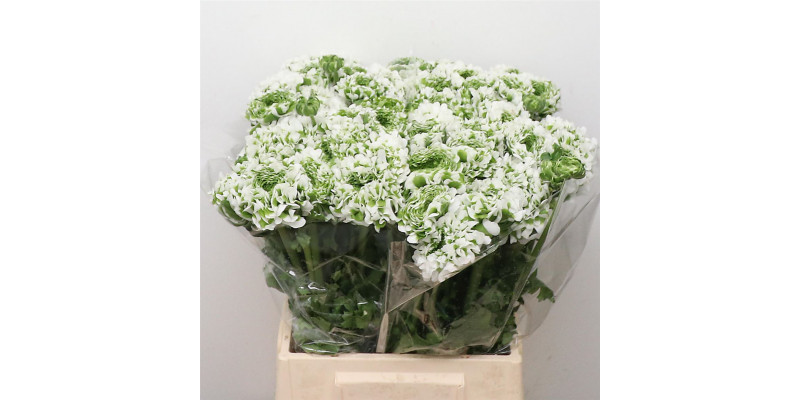 Ranunculus Ponpon Igloo Green White Extra 45cm A1