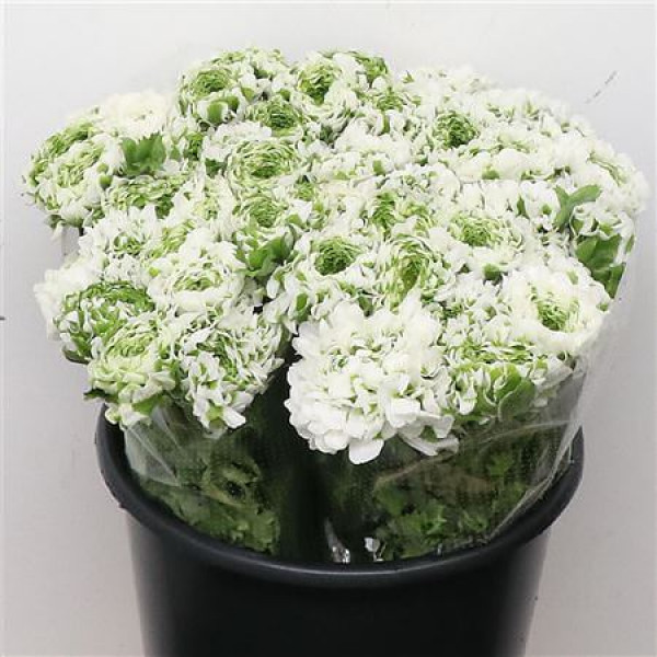 Ranunculus Ponpon Igloo Green White Extra 40cm A1