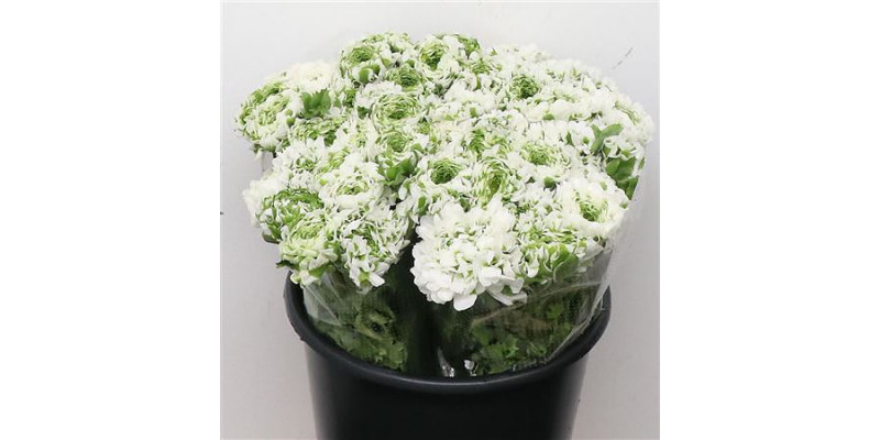 Ranunculus Ponpon Igloo Green White Extra 40cm A1