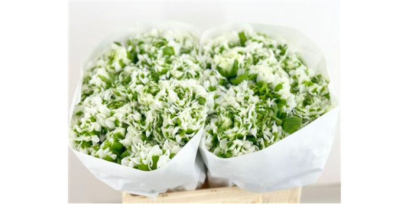 Ranunculus Pon Pon Igloo 45 cm A1