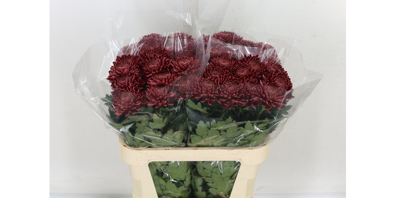 Chrysanthemums G Bigoudi Red 80cm A1 Col-Red