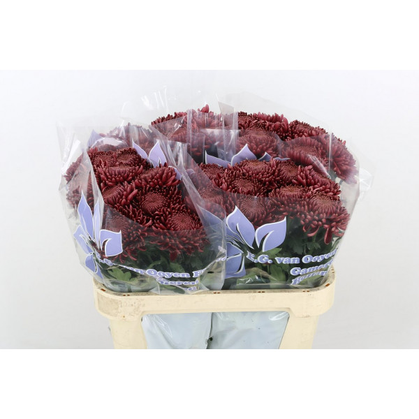 Chrysanthemums G Bigoudi Red 75cm A1 Col-Red