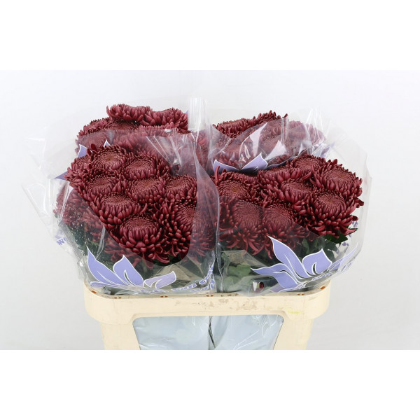 Chrysanthemums G Bigoudi Red Extra 75cm A1 Col-Red