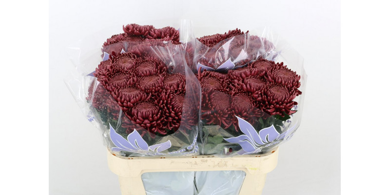 Chrysanthemums G Bigoudi Red Extra 75cm A1 Col-Red