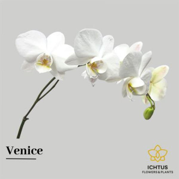 Phalaenopsis Venice Per Tak 7-9 55cm A1