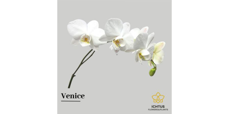 Phalaenopsis Venice Per Tak 7-9 55cm A1