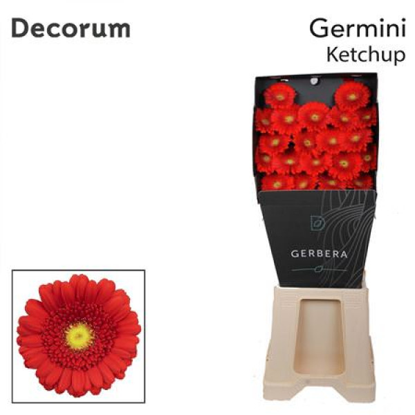 Germini Ketchup Diamond 47cm A1