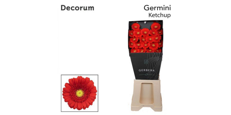 Germini Ketchup Diamond 47cm A1