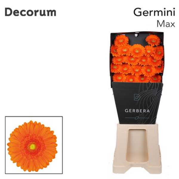 Germini Max Diamond 47cm A1