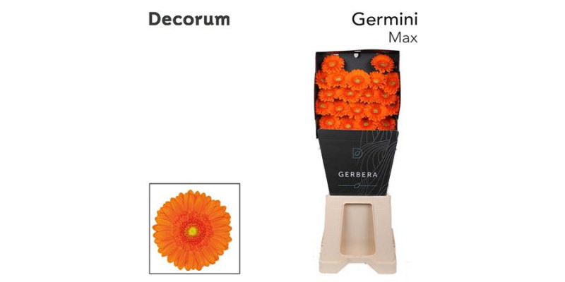 Germini Max Diamond 47cm A1