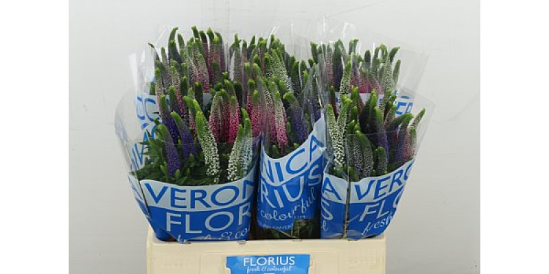 Veron Gem In De Bos 60cm 60 cm A1