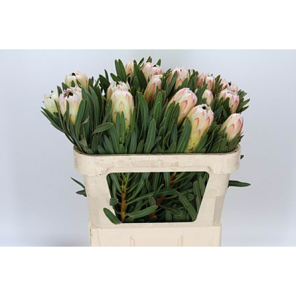 Protea White Night 70cm A1