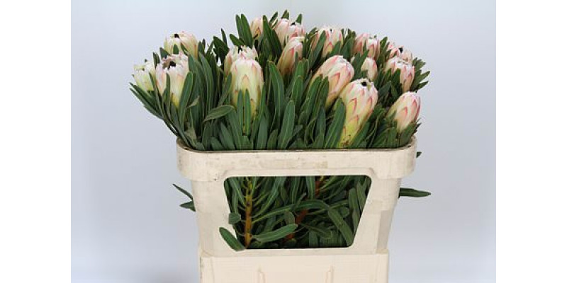 Protea White Night 70cm A1