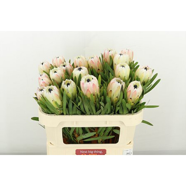 Protea White Night 70cm A1