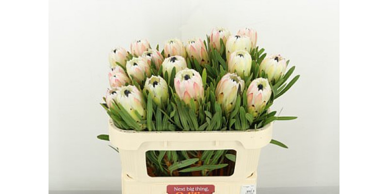 Protea White Night 70cm A1