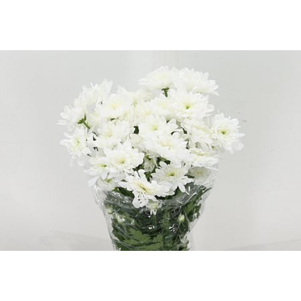 Chrysanthemums T Aviator 70cm A1