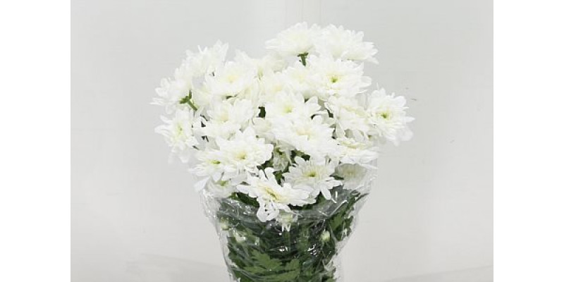 Chrysanthemums T Aviator 70cm A1