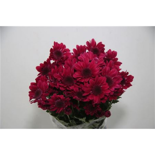 Chrysanthemums T Stresa Purple 70cm A1