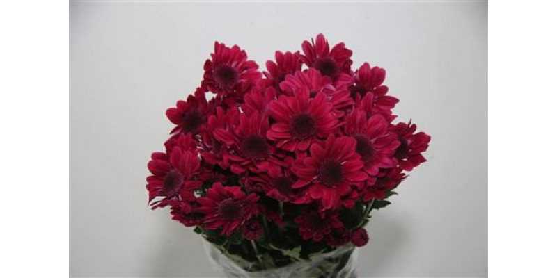 Chrysanthemums T Stresa Purple 70cm A1