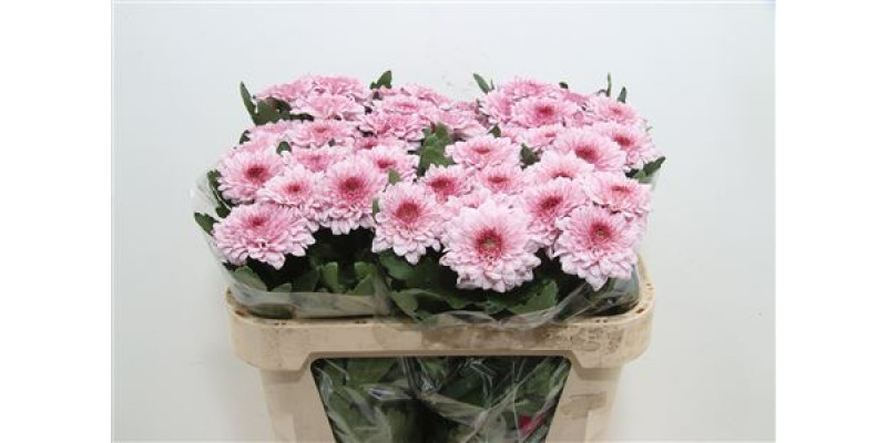 Chrysanthemums G Pip Pretty 70cm A1 Col-Pink