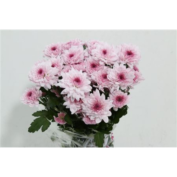 Chrysanthemums T Royce Lovely 70cm A1