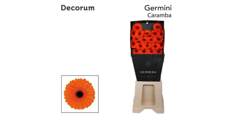 Germini Caramba Diamond 47cm A1